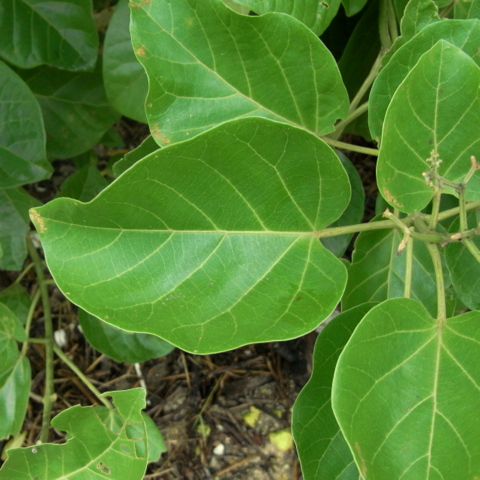 タイワンウオクサギ 漫湖水鳥・湿地センター