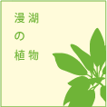 漫湖の植物