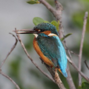 カワセミ 漫湖水鳥 湿地センター