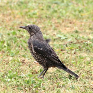 イソヒヨドリ 漫湖水鳥 湿地センター