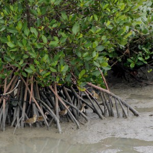 mangrove