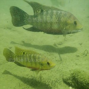 ジルティラピア 漫湖水鳥 湿地センター